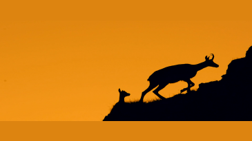 thumbnail of medium Wildlife in "Gesäuse" Mountains - Trailer